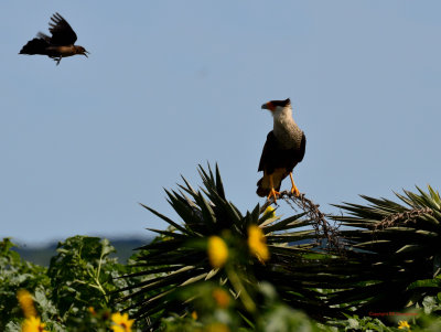 Caracara and not so pleased blackbird - Matagorda Bay