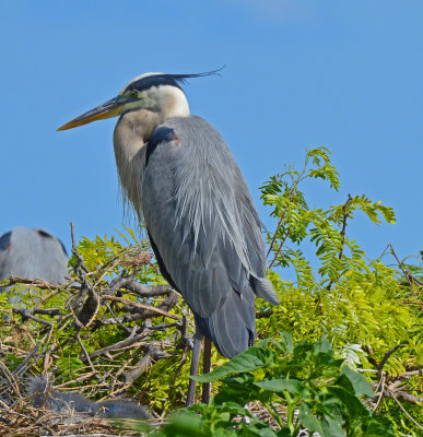 Great Blue Heron - Matagorda Bay