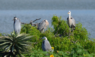 Great Blue Heron - Matagorda Bay