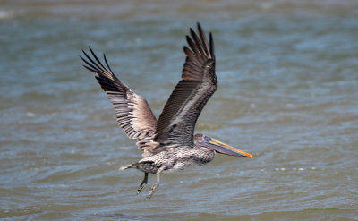 Brown Pelican in Flight - Galveston Island