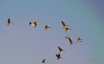 Brown Pelicans in Formation - Bolivar Pennsula