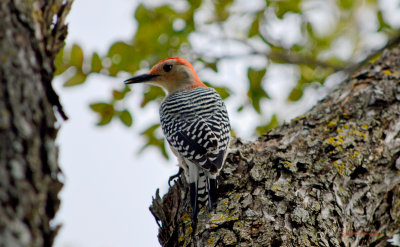 Red Bellied Woodpecker - Shoal Creek