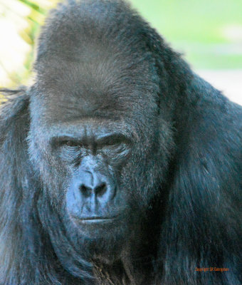 San Diego Zoo - Gorilla enclosure