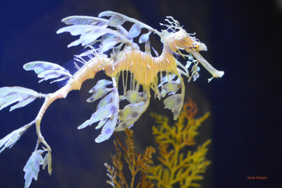 Sea Dragon- Birch Aquarium at Scripps