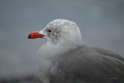 Heermann's Gull - Non Breeding Adult