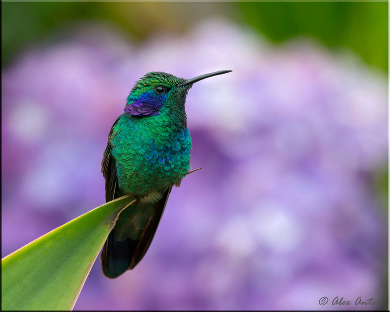 Green Violetear