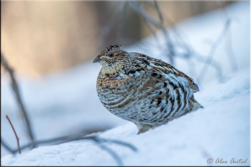 Ruffed Grouse