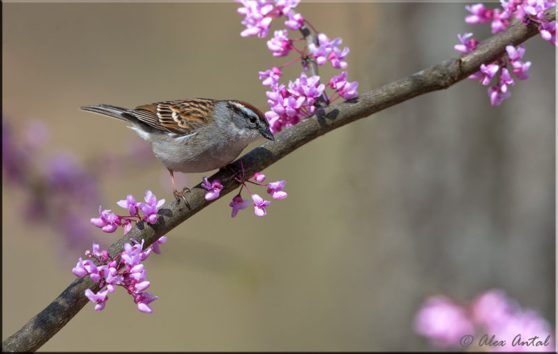 Chipping Sparrow