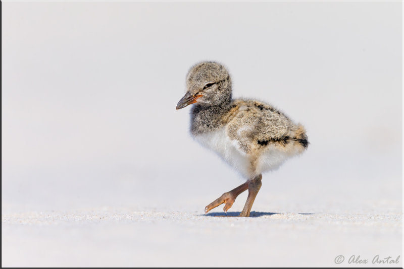 Sandblasted Oystercatcher Chick