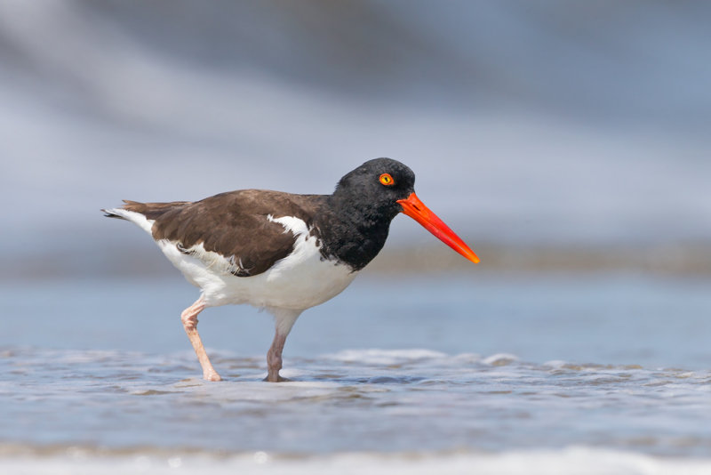 American oystercatcher