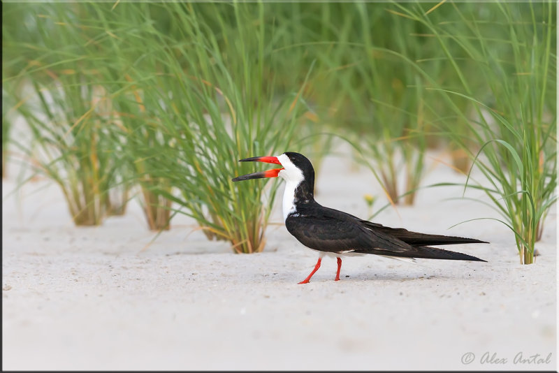 Black skimmer