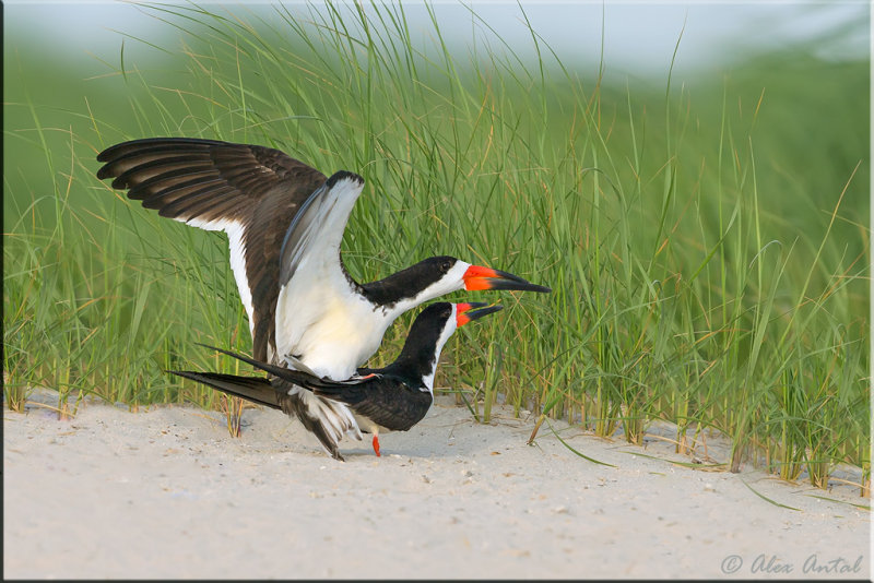 Black skimmer