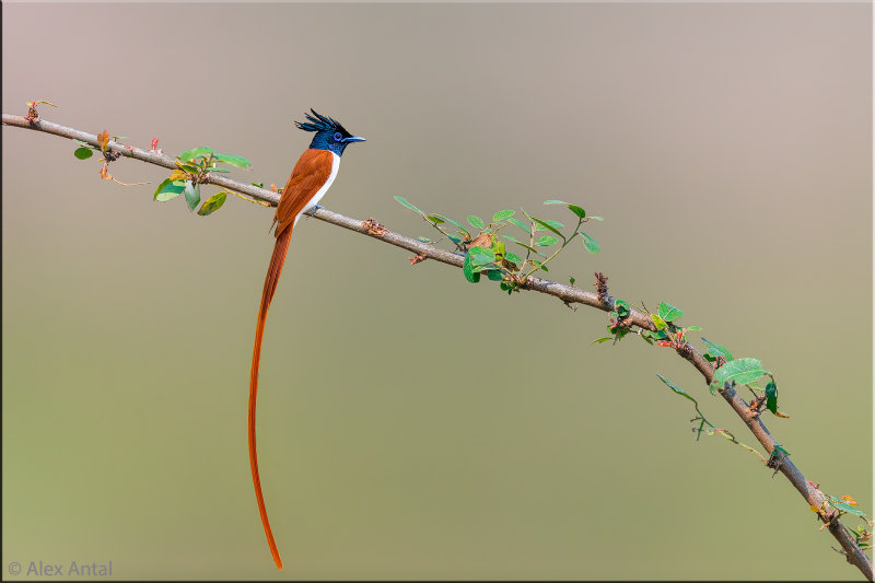 Asian paradise flycatcher