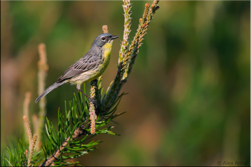 Kirtlands Warbler