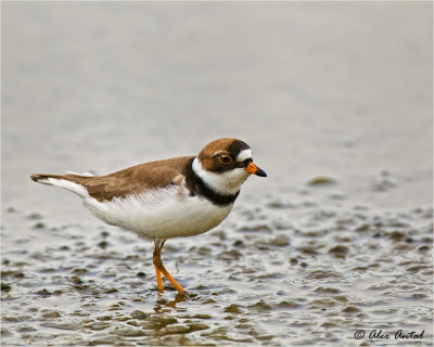 semipalmated_plover