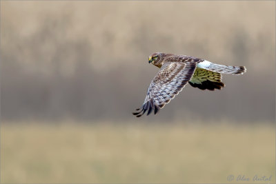 Northern_Harrier Male