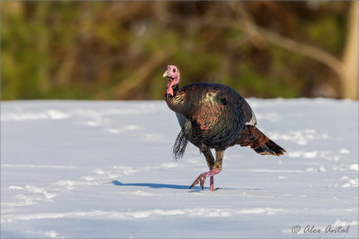 Wild Turkey