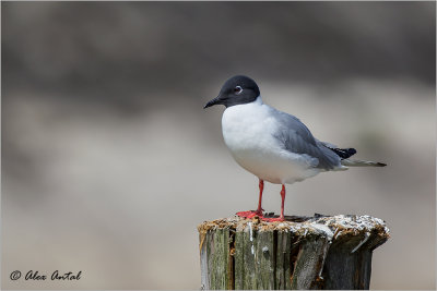 Bonaparte's Gull