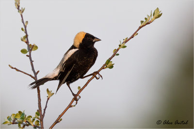 Bobolink