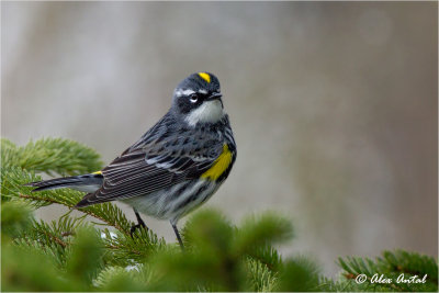 Yellow-rumped Warbler (M)