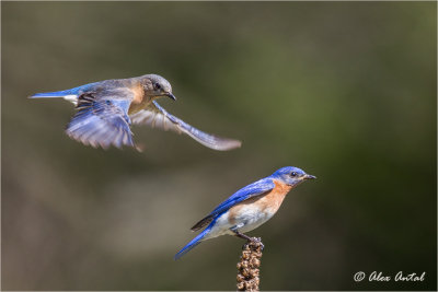 Eastern Bluebird 