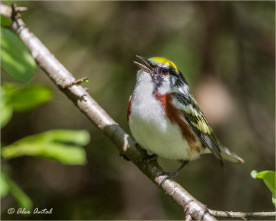 Chestnut-sided Warbler (M)