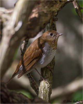 Veery