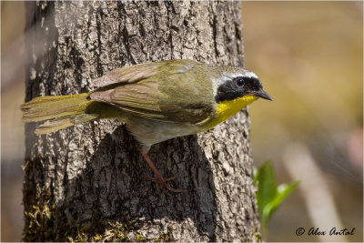 Common Yellow-Throated Warbler (M)