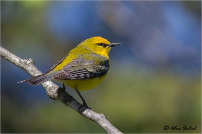  Blue-winged Warbler (M)