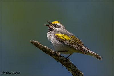  Golden-winged Warbler (M)