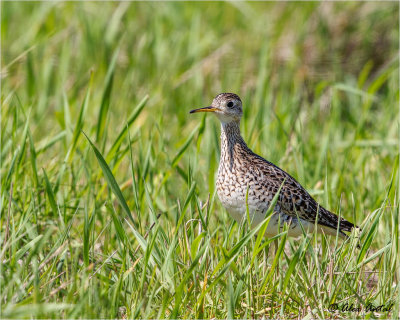 Upland Sandpiper