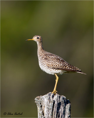 Upland Sandpiper