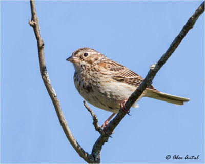 Vesper Sparrow