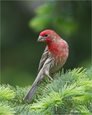  House Finch (M)