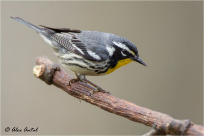  Yellow-throated Warbler 
