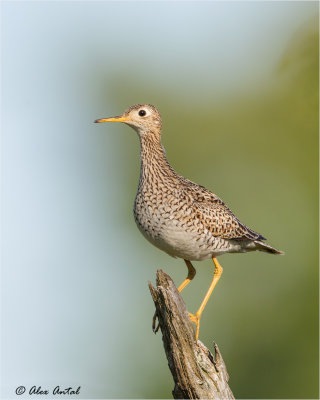 Upland_sandpiper