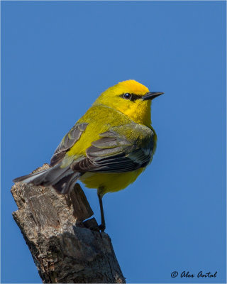 Blue-winged Warbler (M)