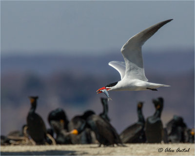 Caspian Tern