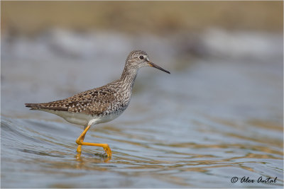 Lesser Yellowlegs