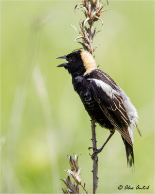 BoboLink