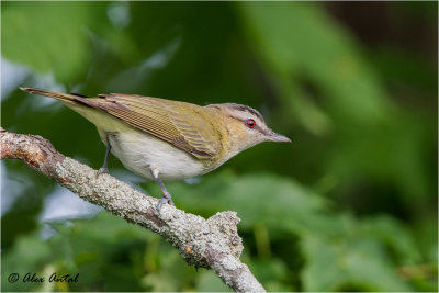 Red-eyed Vireo