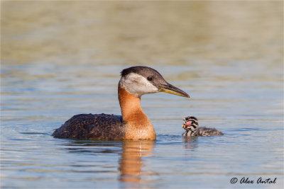 Red-necked Grebe