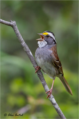 White Throated Sparrow