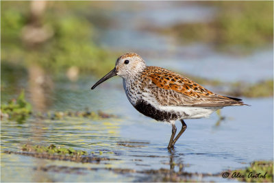  Dunlin