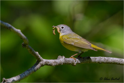 Nashville Warbler