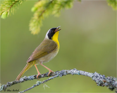 Common Yellow-Throated Warbler (M)