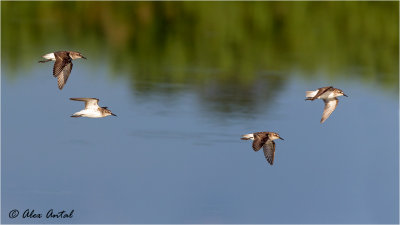  Least Sandpiper