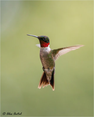 Ruby-Throated Hummingbird (M)