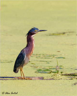  Green Heron