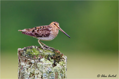 Wilson's Snipe
